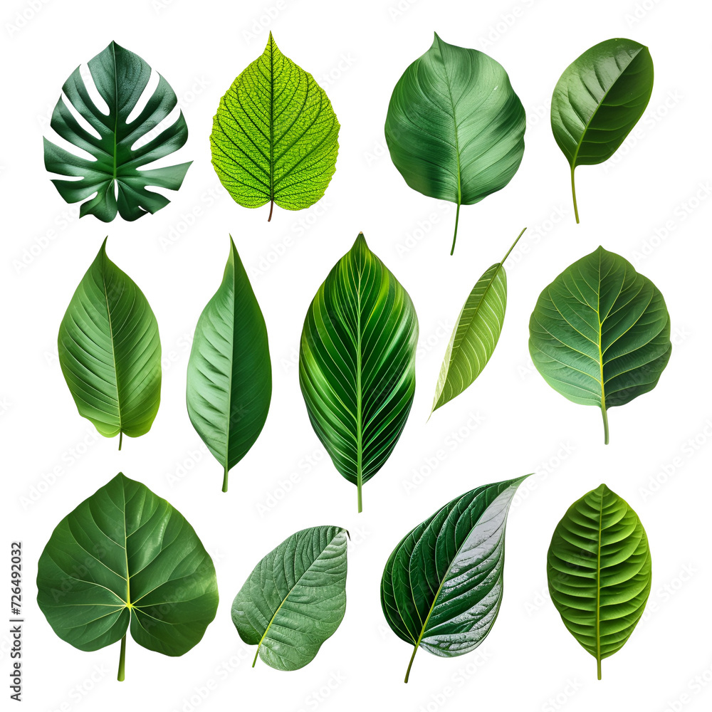 Green Leaves Elements Set in the Tropical Spring, Isolated on Transparent Background, PNG Green Leaves Elements Set in the Tropical Spring, Isolated on Transparent Background, PNG
