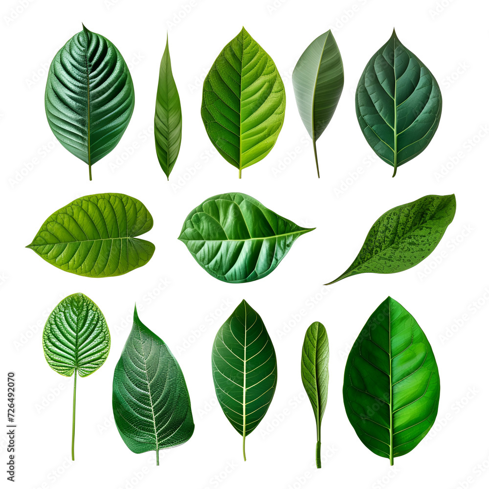 Elements of Green Leaves in a Tropical Spring Set, Isolated on Transparent Background, PNG Elements of Green Leaves in a Tropical Spring Set, Isolated on Transparent Background, PNG
