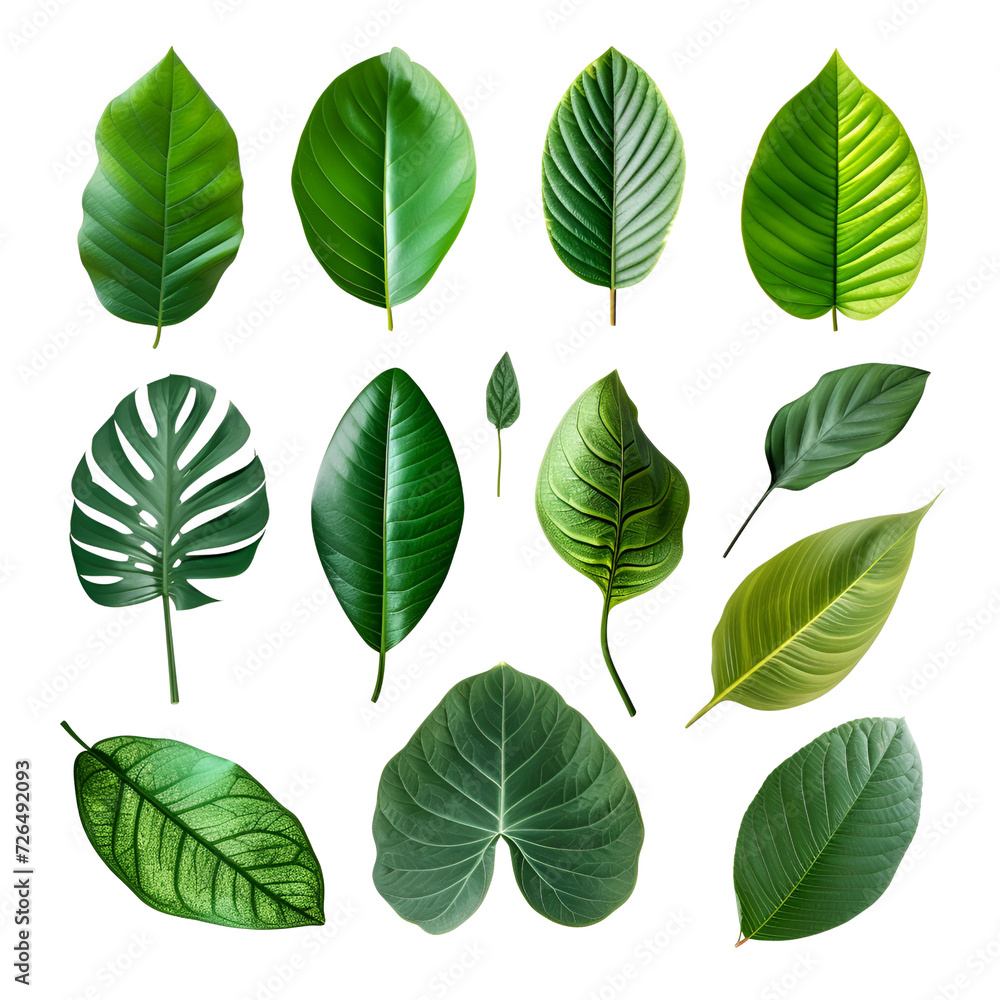 Collection of Green Leaves Elements in Tropical Spring, Isolated on Transparent Background, PNG Collection of Green Leaves Elements in Tropical Spring, Isolated on Transparent Background, PNG