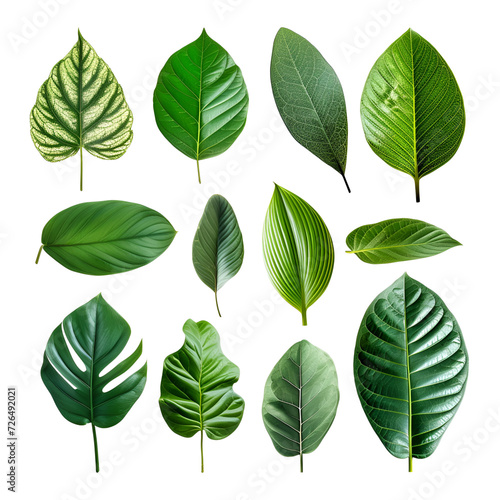 Spring Set of Tropical Green Leaves Elements, Isolated on Transparent Background, PNG © Giu Studios