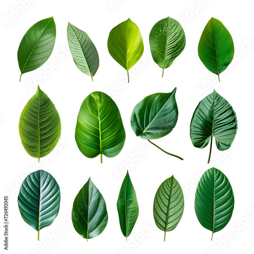 Tropical Spring’s Set of Green Leaves Elements, Isolated on Transparent Background, PNG © Giu Studios