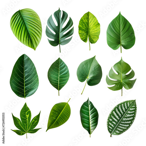 A Set of Elements Featuring Tropical Spring Green Leaves, Isolated on Transparent Background, PNG © Giu Studios