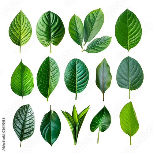 Tropical Set of Spring Green Leaves Elements, Isolated on Transparent Background, PNG