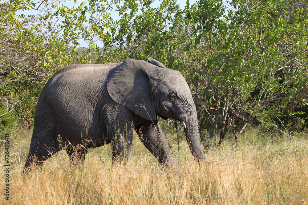 Fototapeta premium Afrikanischer Elefant / African elephant / Loxodonta africana