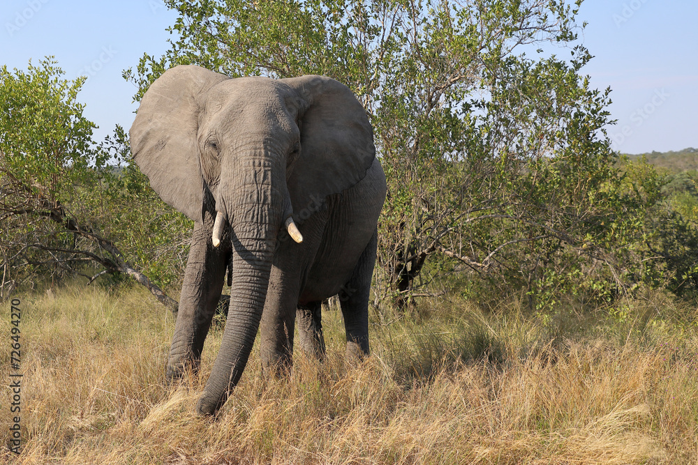 Afrikanischer Elefant / African elephant / Loxodonta africana Afrikanischer Elefant / African elephant / Loxodonta africana