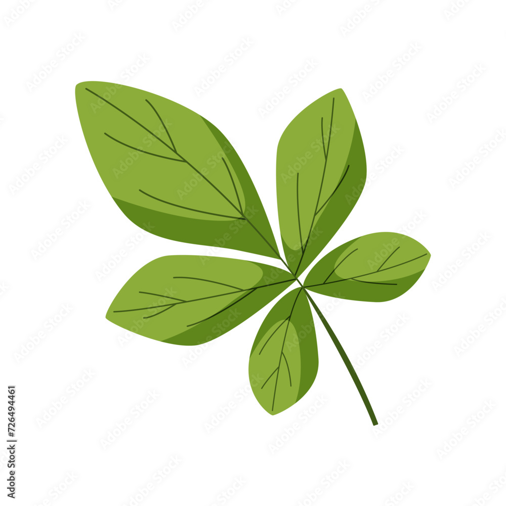 Chestnut leaf vector illustration. Botanical cartoon drawing of green leaf of the plant. Isolated on white.