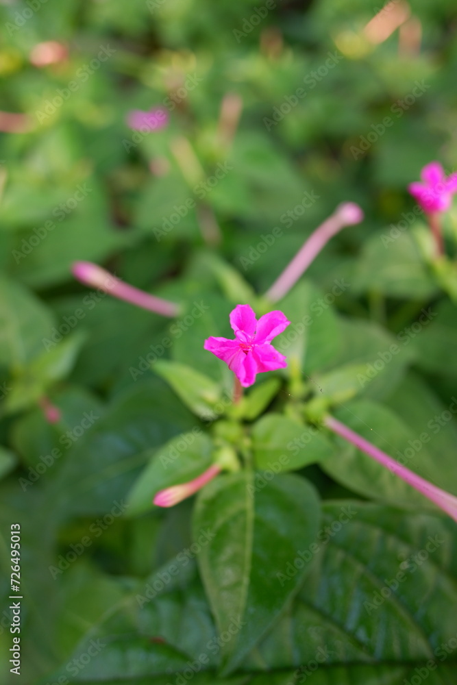 Fototapeta premium The purple flowers of the mirabilis jalapa or four o'clock flowers plant bloom perfectly in the yard of the house.
