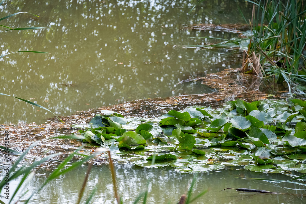 This serene scene captures the soft, rhythmic dance of raindrops as they touch the surface of a tranquil pond. The water lilies and their floating leaves provide a vibrant touch of life and color to This serene scene captures the soft, rhythmic dance of raindrops as they touch the surface of a tranquil pond. The water lilies and their floating leaves provide a vibrant touch of life and color to