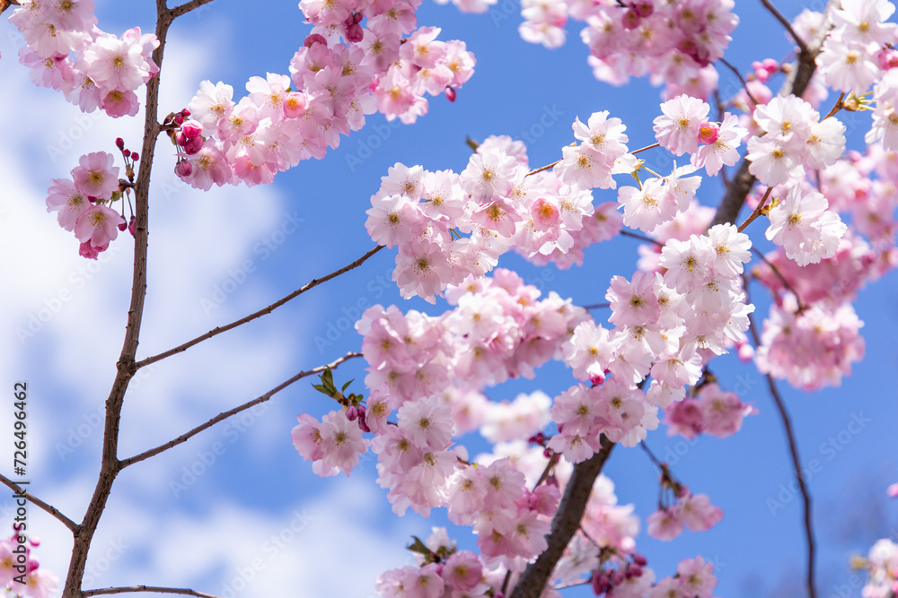 Sakura. Pink cherry blossom. Cherry blossom in spring. Floral background. Gentle pink color. Spring flowering tree Sakura. Pink cherry blossom. Cherry blossom in spring. Floral background. Gentle pink color. Spring flowering tree