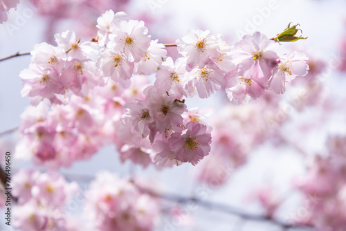Sakura. Pink cherry blossom. Cherry blossom in spring.  Floral background. Gentle pink color. Spring flowering tree © Liubov Kartashova