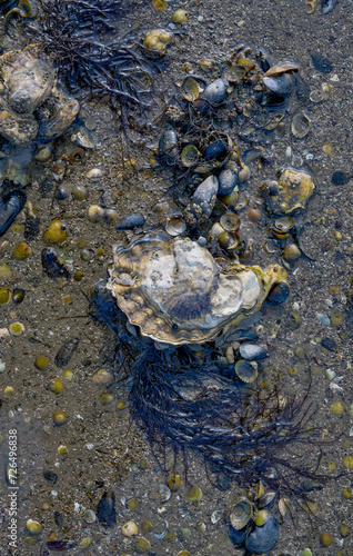 Oyster Shell and Mussels during low tide in North Sea,Wattenmeer National Park,Germany