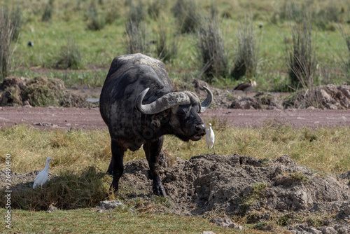 Buffalo in Ngorongoro Conservation Area, Tanzania