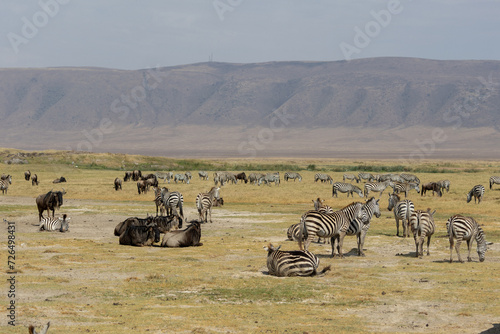 Wildebeests and zebras grazing in Ngorongoro Conservation Area, Tanzania