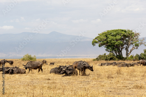 Portrait of a Marabou (Leptoptilos crumeniferus) in the wild in the Serengeti