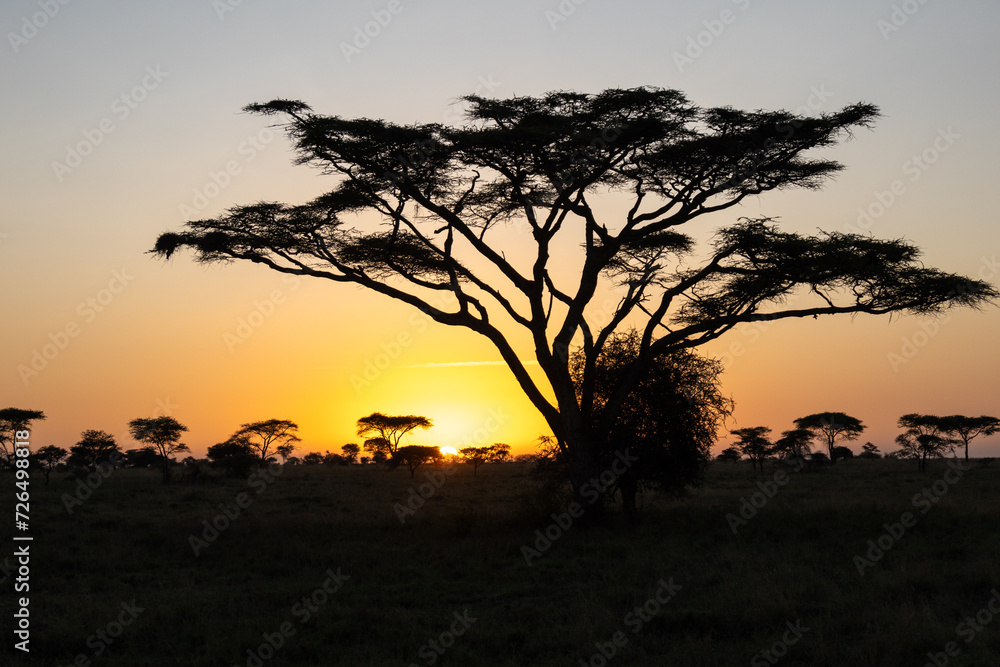 Sunrise behind acacia trees in Serengeti, Tanzania