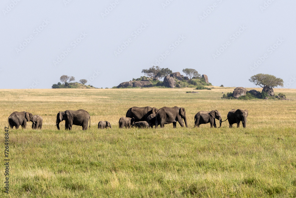 A herd of elephants in the wild in the Serengeti, Tanzania, Africa