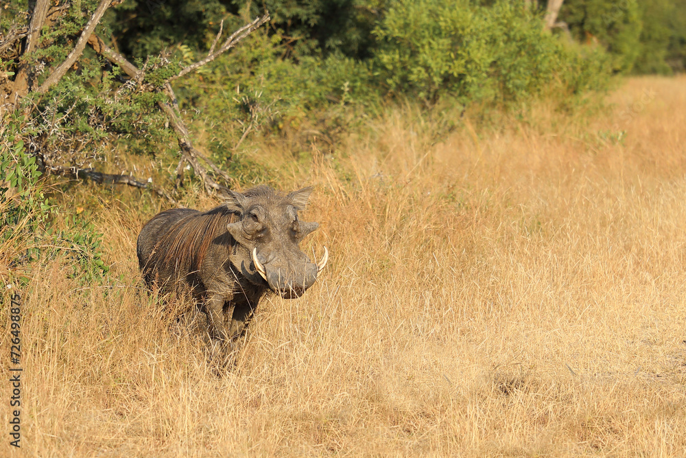 Fototapeta premium Warzenschwein / Warthog / Phacochoerus africanus