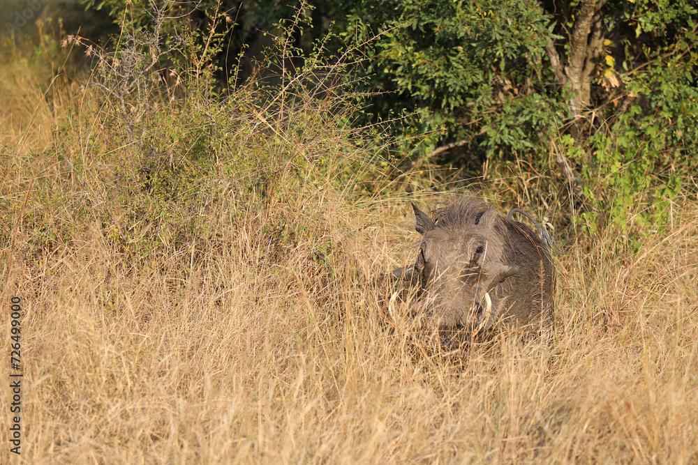 Warzenschwein / Warthog / Phacochoerus africanus Warzenschwein / Warthog / Phacochoerus africanus