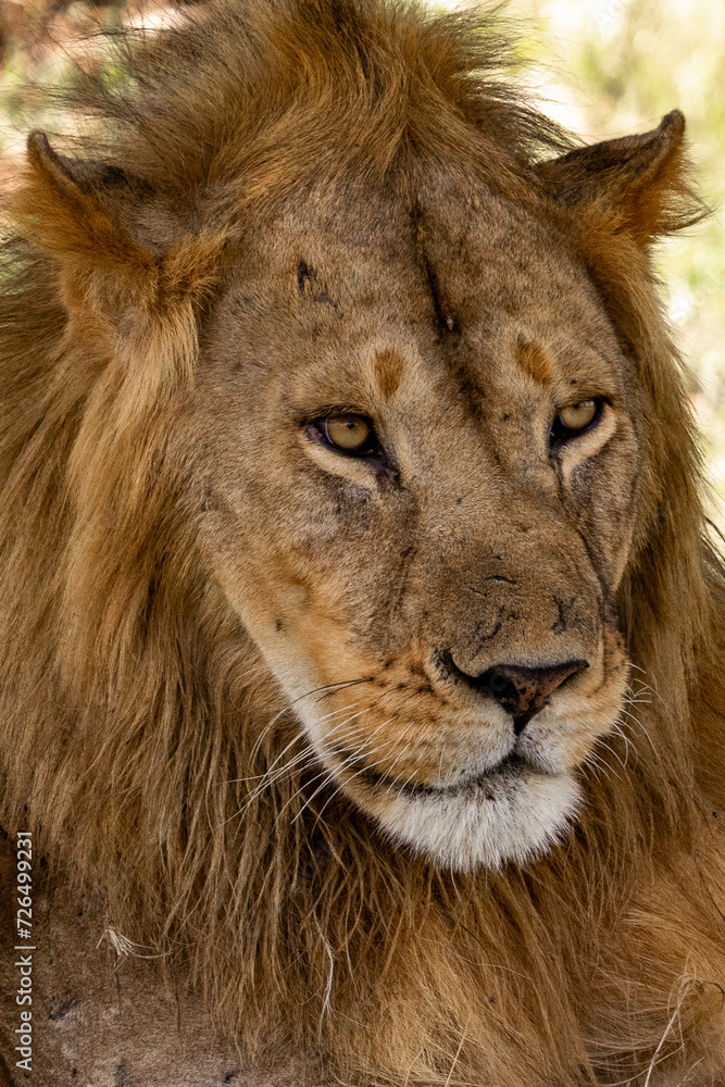 Close-up of a male lion, Tanzania, Africa