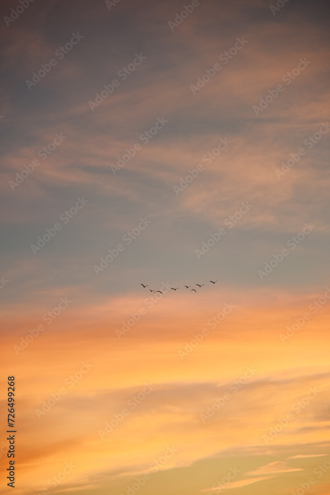 夕焼けに飛ぶ鳥の群れのシルエット　青　オレンジ　グラデーション　空　風景　鳥　