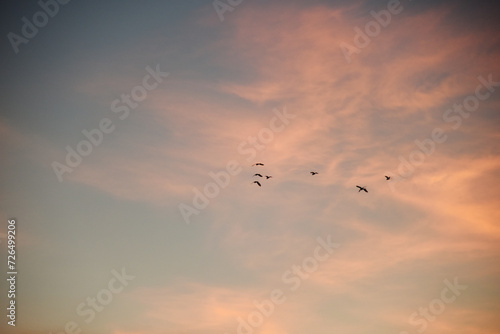夕焼けに飛ぶ鳥の群れのシルエット　青　オレンジ　グラデーション　空　風景　鳥　 © Emotional design