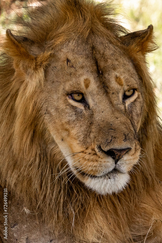 Close-up of a male lion  Tanzania  Africa