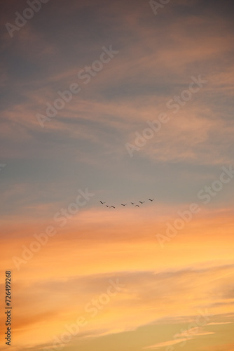 夕焼けに飛ぶ鳥の群れのシルエット 青 オレンジ グラデーション 空 風景 鳥 