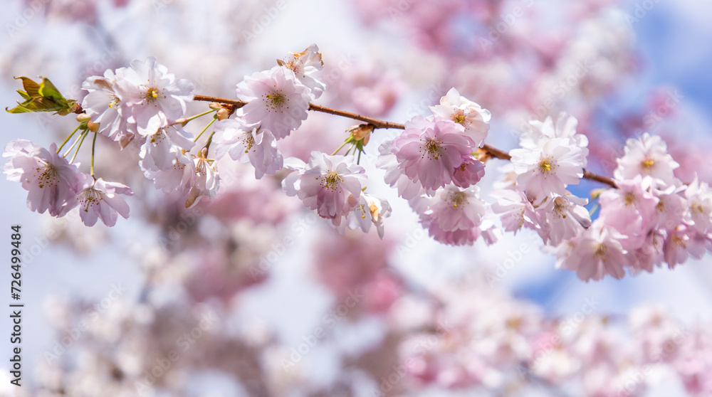 Cherry blossom in spring. Sakura. Floral background. Gentle pink color. Spring flowering tree Cherry blossom in spring. Sakura. Floral background. Gentle pink color. Spring flowering tree