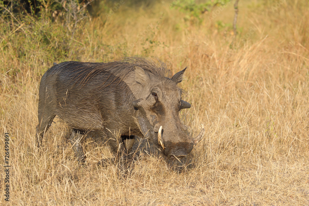 Fototapeta premium Warzenschwein / Warthog / Phacochoerus africanus