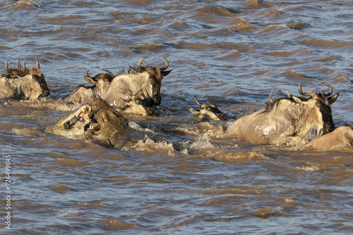 Wildebeest crossing the Mara river in Serengeti national park, Tanzania. Great migration