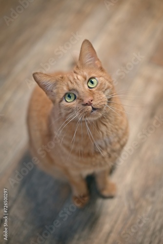 Cute red cat on the floor looks straight up at the camera. Vertical image with selective focus. 