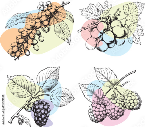 berry mix, set of graphic drawings of berries