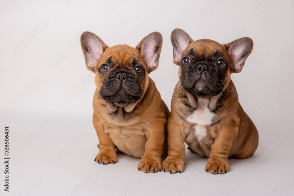A group of cute funny French bulldog puppies on a white background