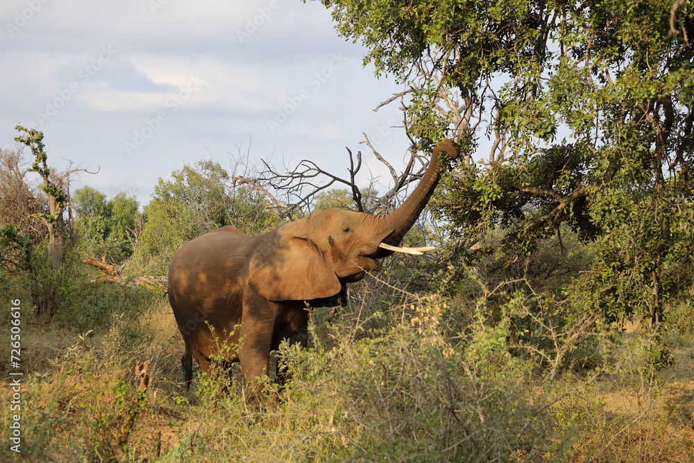 Obraz premium Afrikanischer Elefant / African elephant / Loxodonta africana