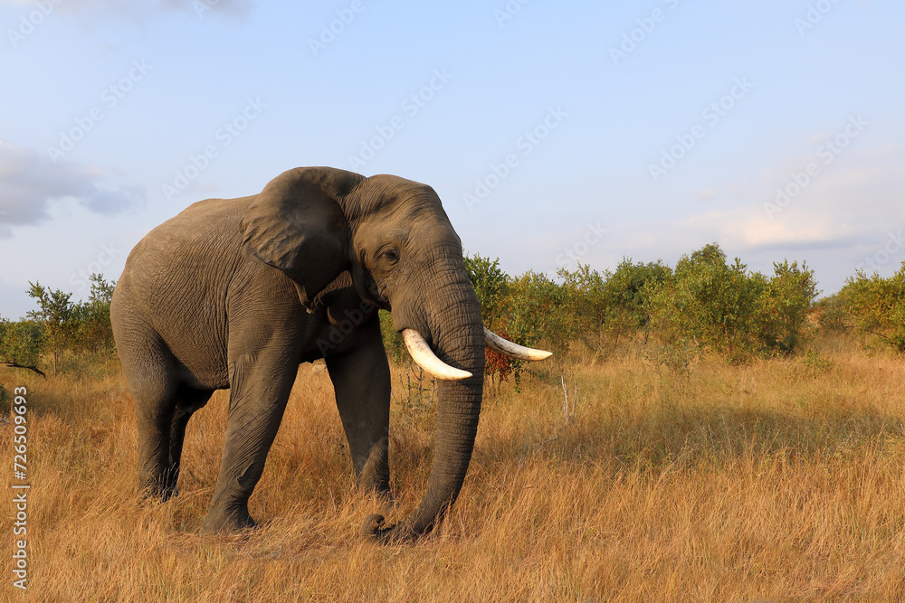 Fototapeta premium Afrikanischer Elefant / African elephant / Loxodonta africana