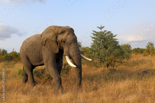 Afrikanischer Elefant   African elephant   Loxodonta africana