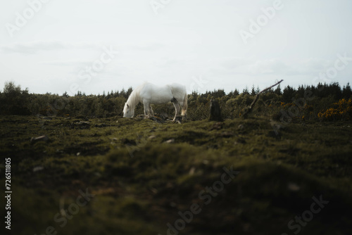 horse on a field