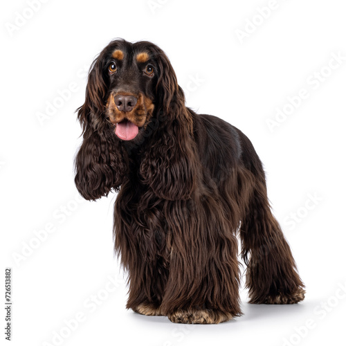 Adult choc and tan Cocker Spaniel dog, standing facing front. Looking towards camera. Tongue out. Isolated on a white background. © Nynke