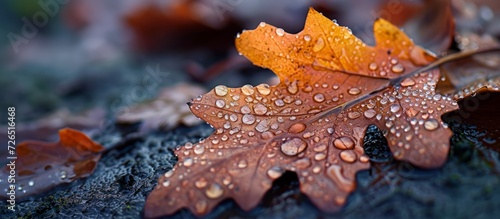 UK: Morning dew on fallen Oak leaf in Autumn.