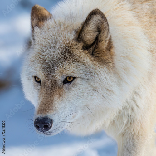wolf in snow
