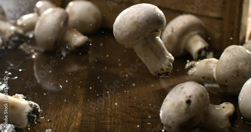 Super slow motion macro of fresh bio organic raw single mushroom champignon are falling on wooden rustic table in kitchen of restaurant at 1000 fps. photo