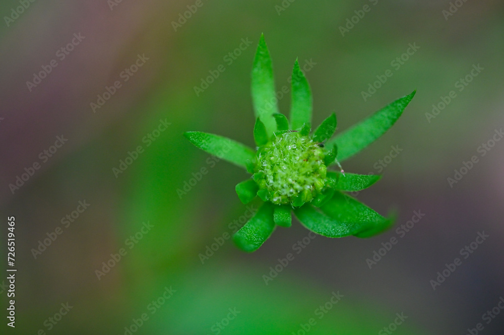 Close up of Indian firewheel flower after bloom. Close up of Indian firewheel flower after bloom.