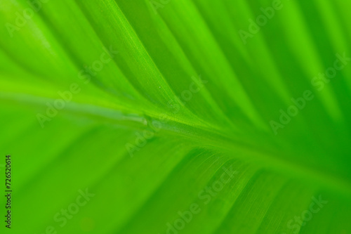 Close up of green leaf of Canna indica revealing its texture.