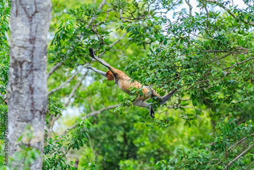 proboscis monkey or nasalis larvatus photo