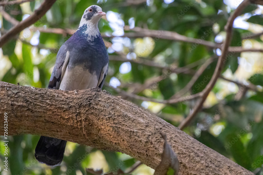 A beautiful domestic pigeon bird is standing on a tree branch. A beautiful domestic pigeon bird is standing on a tree branch.