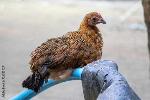 A domestic brown chicken is sitting on a water pipe in the yard and thinking.  photo