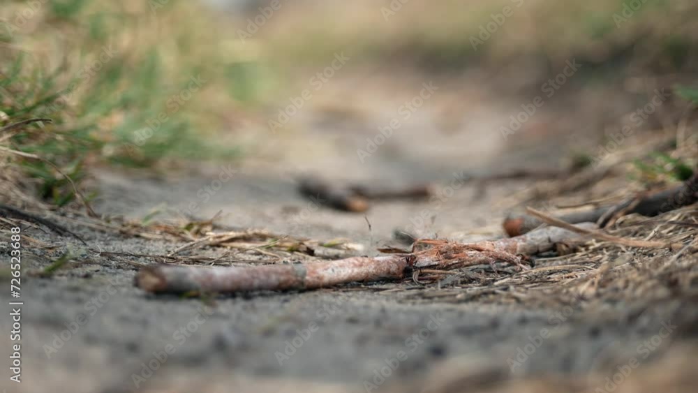 Ants run on the ground near the anthill Ants run on the ground near the anthill