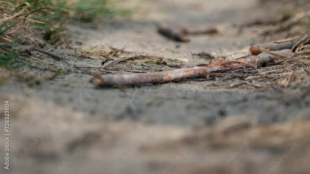 Ants run on the ground near the anthill Ants run on the ground near the anthill