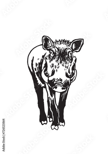 Graphical wild hog isolated on white background  vector ink illustration
