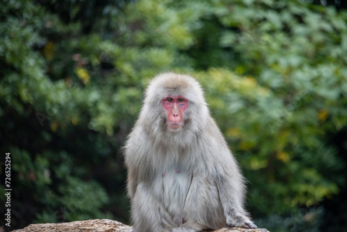 Tokyo, Japan, 31 October 2023: Japanese macaque sitting calmly in a natural zoo environment. © Henry Saint John